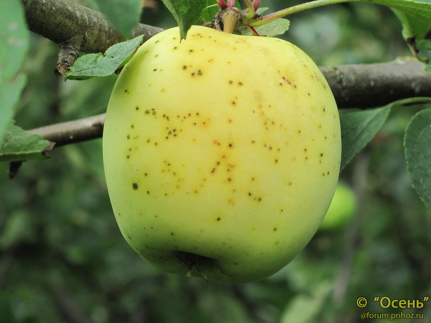 Яблоки Грушовка желтые